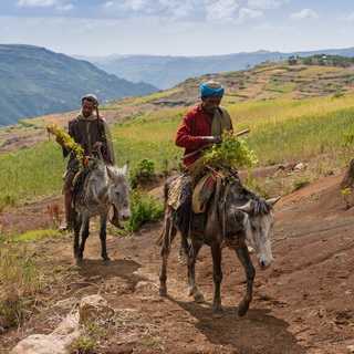 Simien Mountains - Men on mules